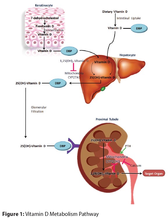 Vitamin d metabolism