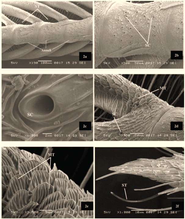 JOAB image
