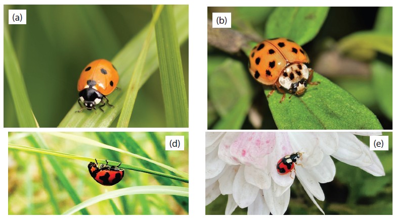 Ladybird beetle